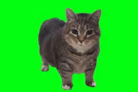 oiiaioiiiai product image